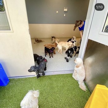 K9 Resorts - Mount Pleasant - Pet Boarding Near Me - Mount Pleasant, South Carolina