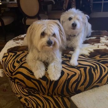 Js walking services - Cooper on the left and Chloe on the right. - Dog Walkers Near Me Js walking services - Cooper on the left and Chloe on the right. - Dog Walkers Near Me