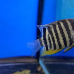 Jungle Exotic Pets & Live Bait