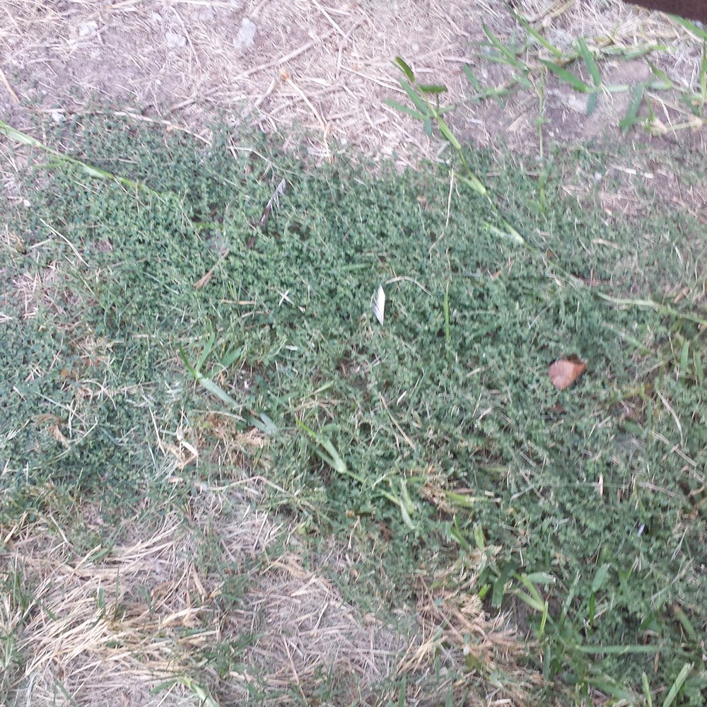Green Services - http://www.yelp.com/biz/dr-green-services-joliet?hrid=CnYGqkEFXAfL366w9U4bVA&utm_campaign=www_review_share_popup&utm_medium=copy_link&utm_so - Pest Control Near Me - Joliet, Illinois