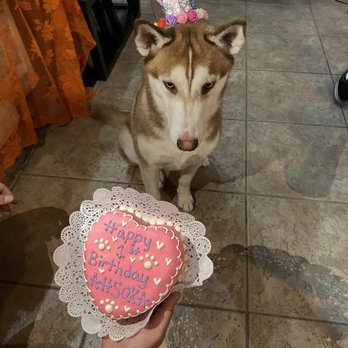 Bogarts Bone Appetit - Happy 1st Birthday Ahsoka!! - Pet Groomers Near Me - Las Vegas, Nevada Bogarts Bone Appetit - Happy 1st Birthday Ahsoka!! - Pet Groomers Near Me - Las Vegas, Nevada