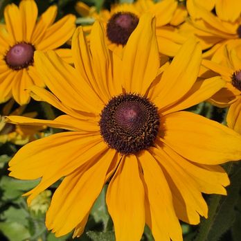 Covington's Nursery & Landscape - Rudbeckia - Nurseries & Gardening Near Me - Rowlett, Texas