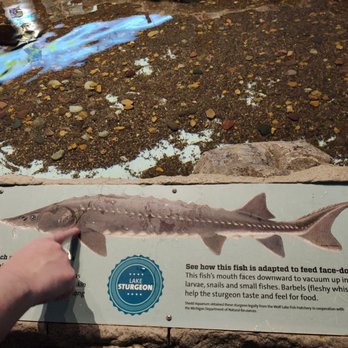 Shedd Aquarium - Sturgeon that you can touch! - Aquariums Near Me - Chicago, Illinois