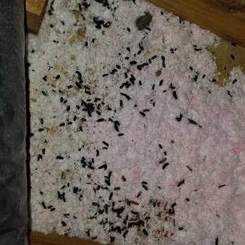 Iliad Pest Management - Rats - Pest Control Near Me - Seattle, Washington Iliad Pest Management - Rats - Pest Control Near Me - Seattle, Washington