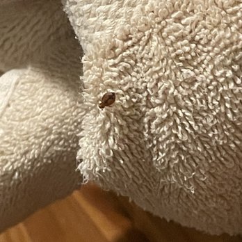 Colonial Properties - Bedbug found in lower level room - Property Management Near Me - Pigeon Forge, Tennessee Colonial Properties - Bedbug found in lower level room - Property Management Near Me - Pigeon Forge, Tennessee