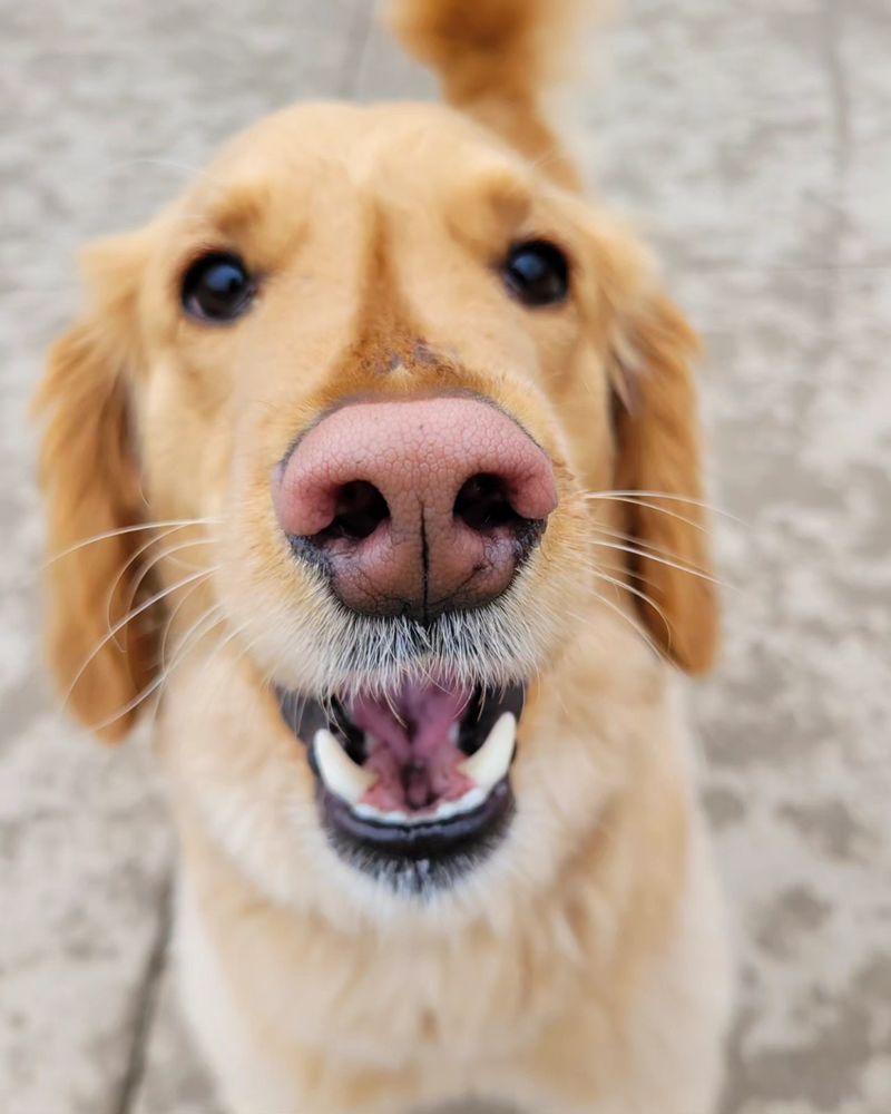 Dog Days of Buffalo - pet boarding facility in Buffalo, NY