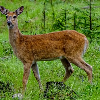 Turning Winds - Oh deer!!! more deer than people in Montana!! so beautiful!! - Counseling & Mental Health Near Me - Troy, Montana Turning Winds - Oh deer!!! more deer than people in Montana!! so beautiful!! - Counseling & Mental Health Near Me - Troy, Montana