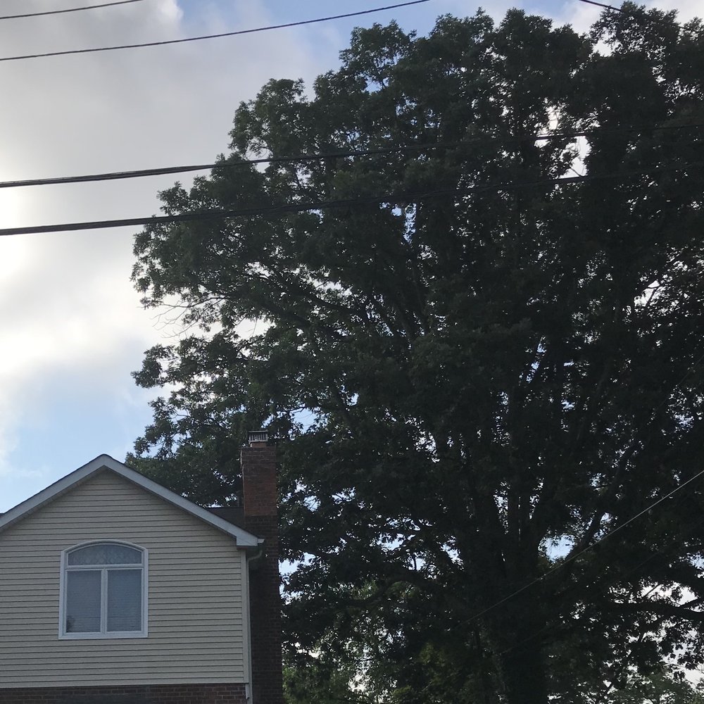 Dom's Tree Service - Before trimming. - Tree Services Near Me - Port Washington, New York