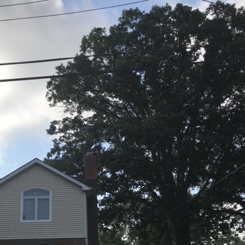 Dom's Tree Service - Before trimming. - Tree Services Near Me - Port Washington, New York Dom's Tree Service - Before trimming. - Tree Services Near Me - Port Washington, New York