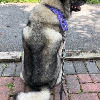 Pawzazz Mobile Grooming - Pet Groomers Near Me Pawzazz Mobile Grooming - Pet Groomers Near Me