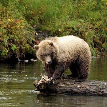 Brown Bear Lodge - Walking Tours Near Me - Hoonah, Alaska Brown Bear Lodge - Walking Tours Near Me - Hoonah, Alaska