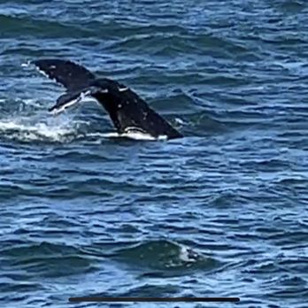 Rudee Tours - Tail slap! - Tours Near Me - Virginia Beach, Virginia Rudee Tours - Tail slap! - Tours Near Me - Virginia Beach, Virginia