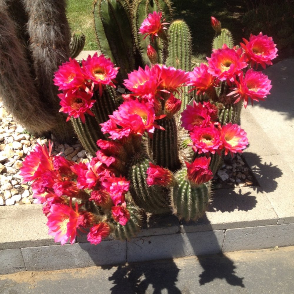 Poot's Cactus Nursery - Nurseries & Gardening Near Me - Ripon, California Poot's Cactus Nursery - Nurseries & Gardening Near Me - Ripon, California