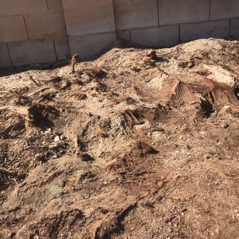 Jose Knows Trees - Stump still above property level - Tree Services Near Me - Chandler, Arizona