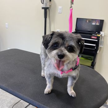 Bad To The Bone - Pet Groomers Near Me - Leavenworth, Kansas Bad To The Bone - Pet Groomers Near Me - Leavenworth, Kansas