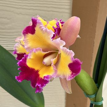 Akatsuka Orchid Gardens - Flowers & Gifts Near Me - Volcano, Hawaii
