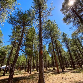 The Arboretum at Flagstaff - Pretty trees - Parks Near Me - Flagstaff, Arizona