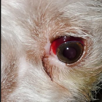 PetSmart - injury on my puppy eye. - Pet Stores Near Me - Downey, California