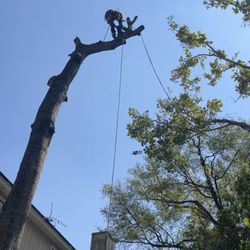 The Perfect Cut Tree Service