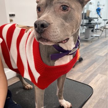 Lucky Paws Pet Grooming - Pet Groomers Near Me - New Hyde Park, New York Lucky Paws Pet Grooming - Pet Groomers Near Me - New Hyde Park, New York