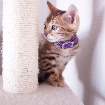 Bengal Babies Cattery - Pet Sitting Near Me Bengal Babies Cattery - Pet Sitting Near Me