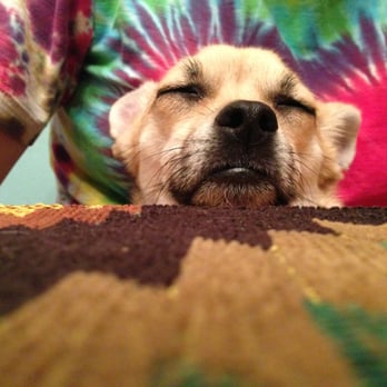 Peaceful Pups - Eevee sleeping :) - Dog Walkers Near Me