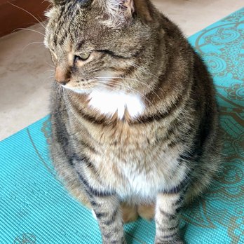 Camino Veterinary Hospital - Pudge - Veterinarians Near Me - San Clemente, California Camino Veterinary Hospital - Pudge - Veterinarians Near Me - San Clemente, California