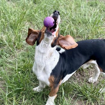 Opportunity Barks - Pet Training Near Me - Pleasant Hill, Oregon Opportunity Barks - Pet Training Near Me - Pleasant Hill, Oregon