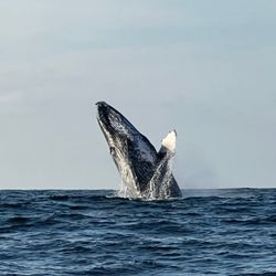 La Orca de Sayulita - Whales breech