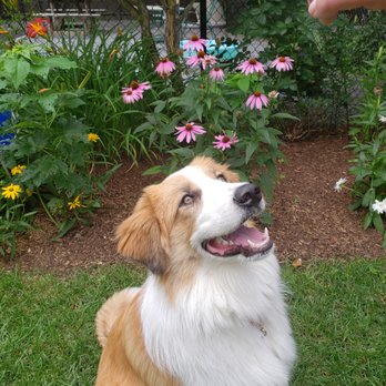 Stone Dog Inn - Meet Lulu. - Pet Groomers Near Me - Norton, Massachusetts Stone Dog Inn - Meet Lulu. - Pet Groomers Near Me - Norton, Massachusetts