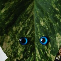 Magnetic Plant Eyes