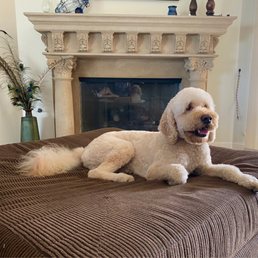 Freshly groomed Freshly groomed