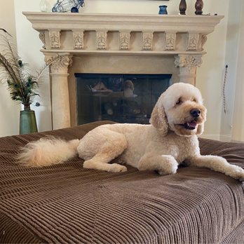 Shurcut Pet Parlour - Freshly groomed - Pet Groomers Near Me - Monrovia, California Shurcut Pet Parlour - Freshly groomed - Pet Groomers Near Me - Monrovia, California