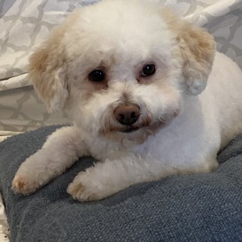 Urban Pawz - Daisy After a Spa Day at Urban Pawz - Pet Groomers Near Me - Tualatin, Oregon Urban Pawz - Daisy After a Spa Day at Urban Pawz - Pet Groomers Near Me - Tualatin, Oregon