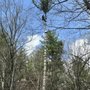 Grand Arbor Tree Service