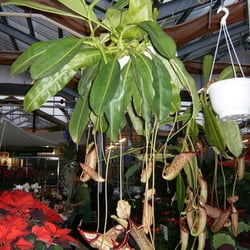 GARTENCENTER Gebr. Roth