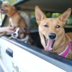 Dogs Crossing