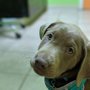 Claws 'N' Paws Animal Hospital
