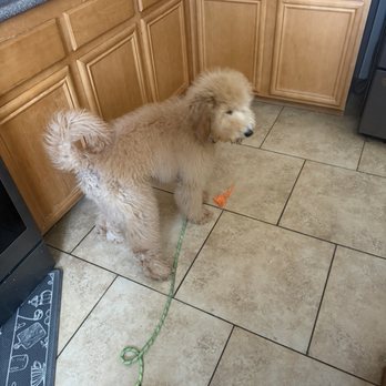 PetSmart Veterinary Services - This is my sweet clingy Baby, Dakota Violet. - Veterinarians Near Me - Victorville, California