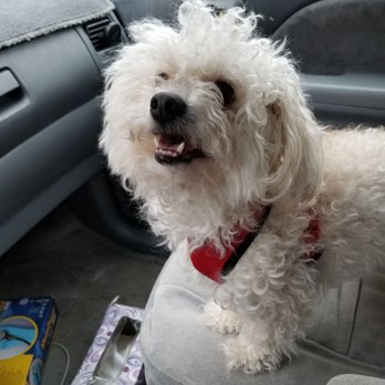 Paw Spa - Here's my pup's before and after transformation after his appointment. - Pet Groomers Near Me - Elk Grove, California Paw Spa - Here's my pup's before and after transformation after his appointment. - Pet Groomers Near Me - Elk Grove, California