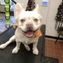 Well Groomed Pets