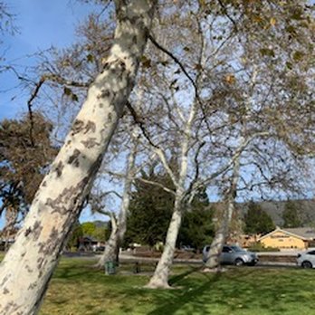 Meadow Park - Birches - Parks Near Me - San Luis Obispo, California Meadow Park - Birches - Parks Near Me - San Luis Obispo, California