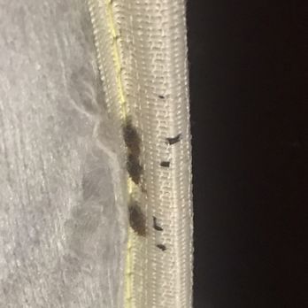 Society Hill Hotel - BED BUGS - Hotels Near Me - Philadelphia, Pennsylvania