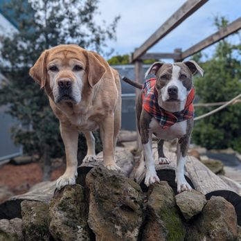 Pet Camp - Pet Training Near Me - San Francisco, California