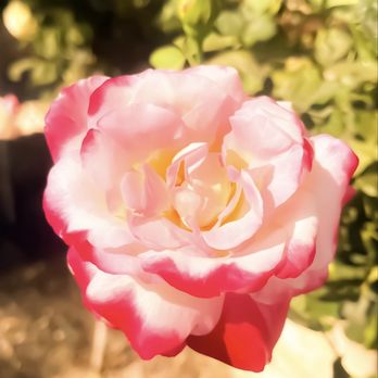 Anthem Hills Park - Bloom brilliantly let the light from within you flow into others. - Parks Near Me - Henderson, Nevada