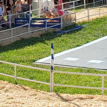 All-Alaskan Racing Pigs - Pigs jumping the hurdle - Pet Training Near Me All-Alaskan Racing Pigs - Pigs jumping the hurdle - Pet Training Near Me
