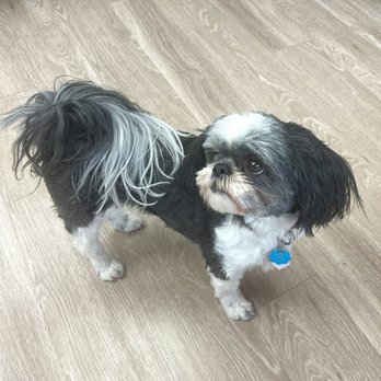 Rex Phone Repair - Stop by and meet Mitzy :) - Mobile Phone Repair Near Me - Odessa, Texas Rex Phone Repair - Stop by and meet Mitzy :) - Mobile Phone Repair Near Me - Odessa, Texas
