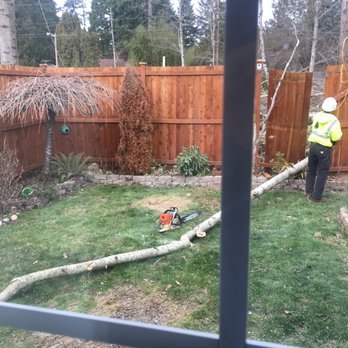 Selective Tree Removal - Tree Services Near Me - Snohomish, Washington