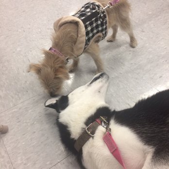 Petco - Husky trains(?) with little terrier. - Pet Training Near Me - North Miami Beach, Florida
