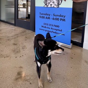 Puppy Fades - Pet Groomers Near Me - Pasadena, California